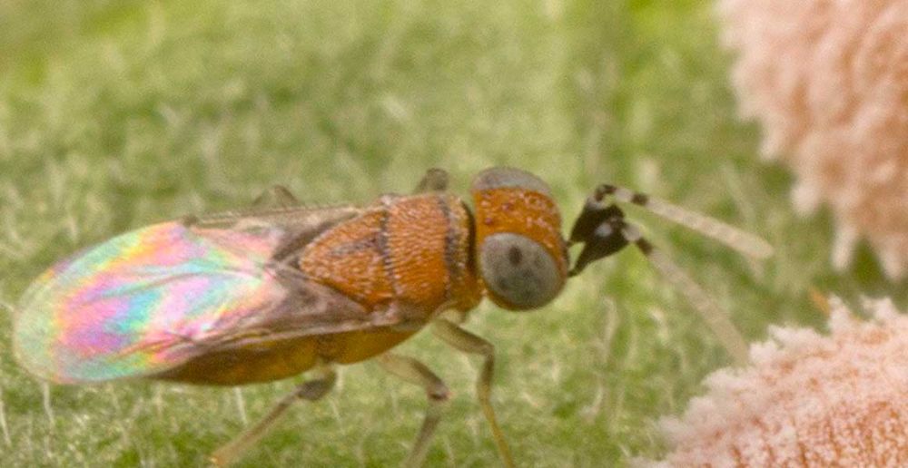 Anagyrus pseudococci parassitoide di cocciniglie cotonose