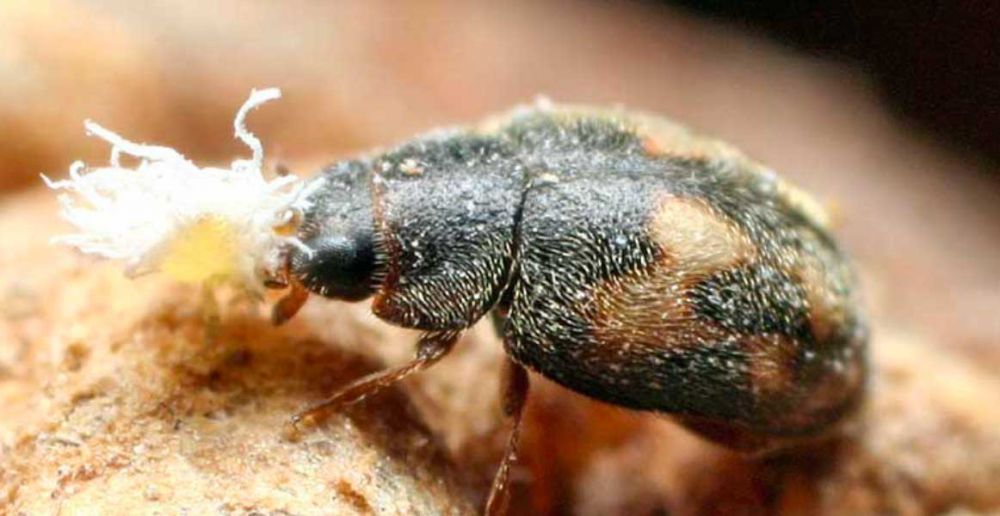 Nephus includens parassitoide di cocciniglie cotonose