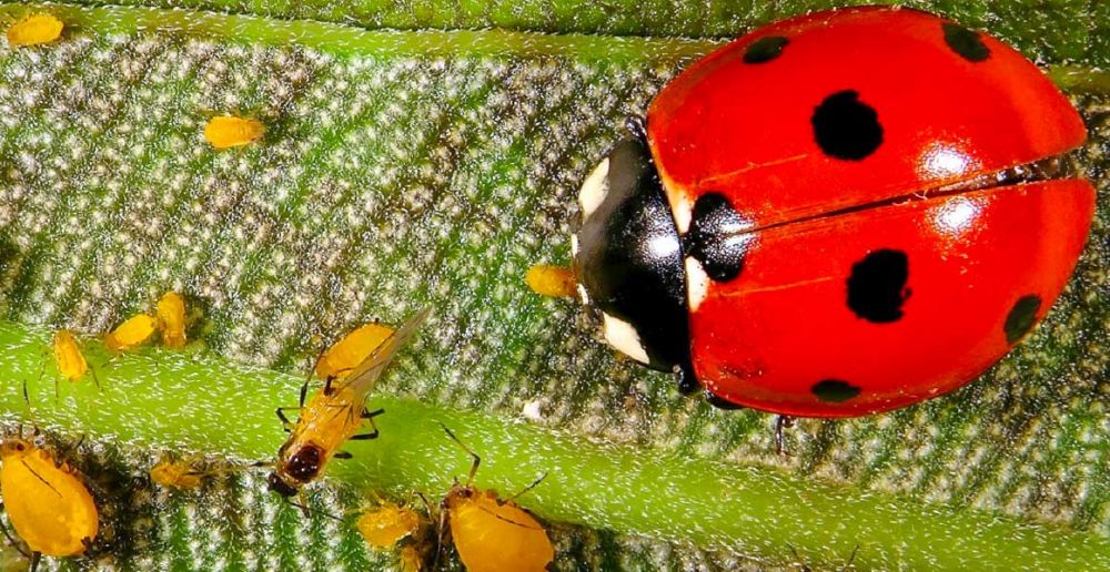 Anagyrus pseudococci